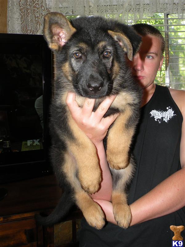 Puppies in Menifee